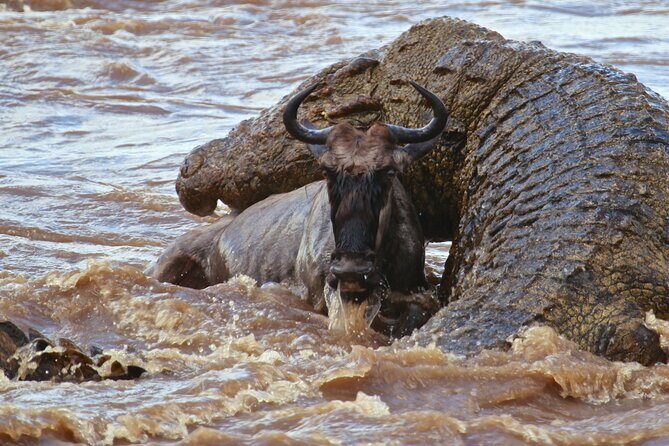 3 Days, 2 Nights Safari - Luxury Maasai Mara from Kisumu/Nairobi - Who this luxury Maasai Mara safari fits best