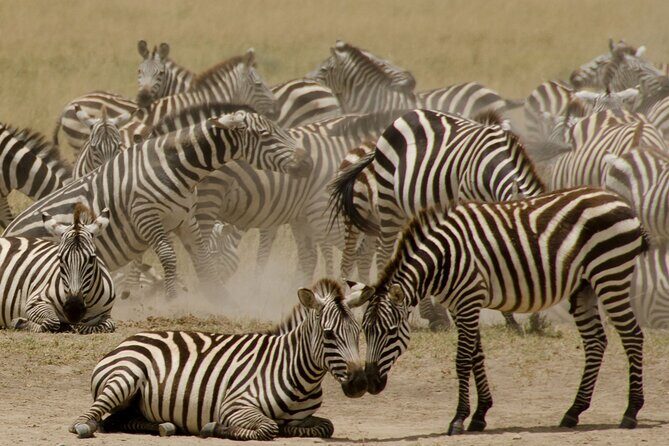 3 Days, 2 Nights Safari - Luxury Maasai Mara from Kisumu/Nairobi - Should you book this Maasai Mara tour?