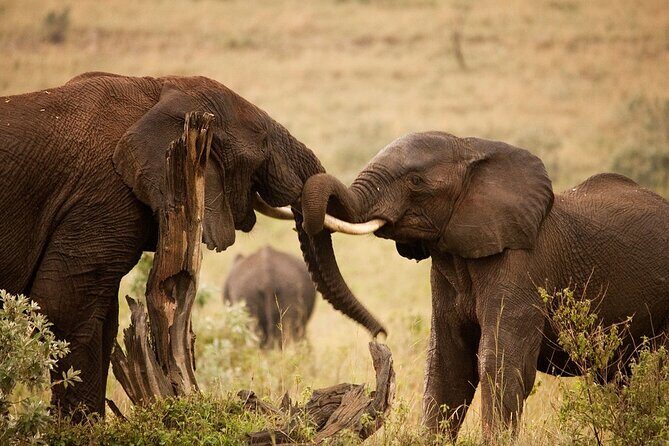 3 Days, 2 Nights Safari - Luxury Maasai Mara from Kisumu/Nairobi - Day 1: Rift Valley drive, arrival for lunch, and your first big-game search