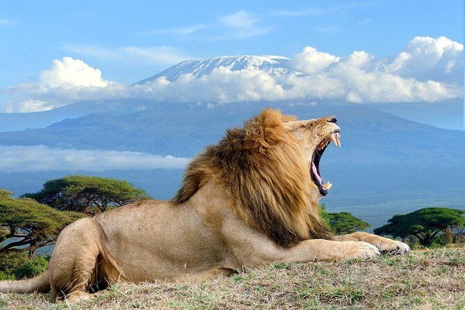 3 days, 2 nights safari to Amboseli National park from Nairobi - Day 2: morning Kilimanjaro, safari walks, and that second chance for wildlife