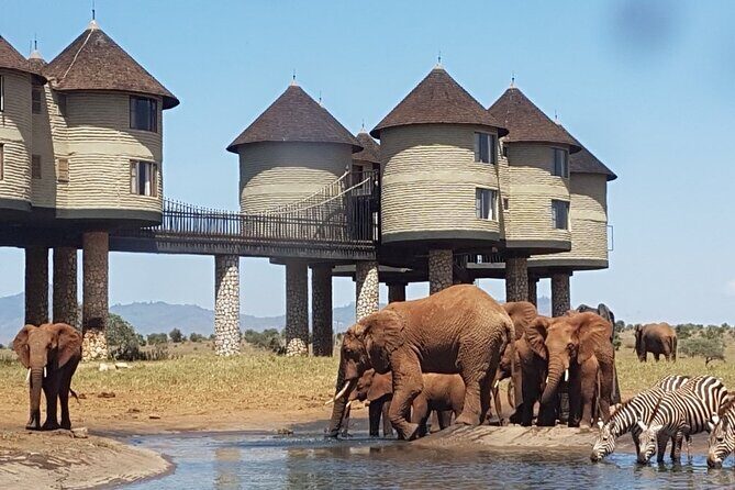 3 Days 2 Nights Safari to Saltlick Lodge from Nairobi - Key things to know before you go
