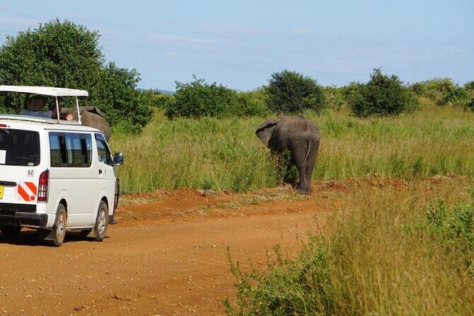 3 Days 2 Nights Safari to Saltlick Lodge from Nairobi - What you’re really paying for: value of $851 per person