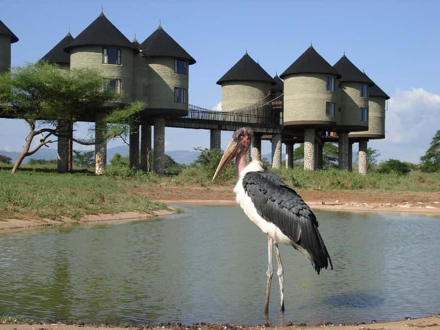 3 days 2 nights saltlick safari from diani/mombasa - Key things I’d bet on before you go