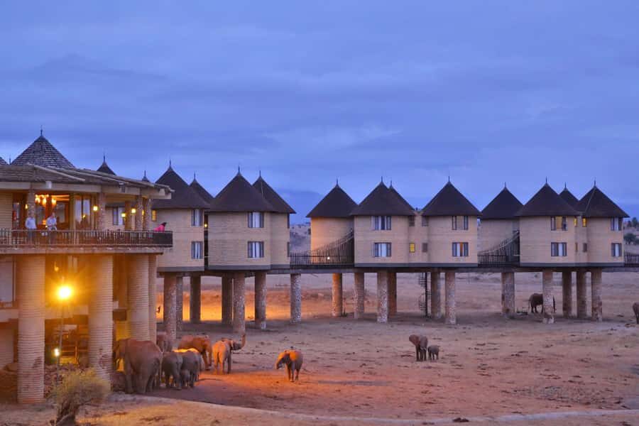 3 days 2 nights saltlick safari from diani/mombasa - The guide factor: how English-led spotting changes your odds