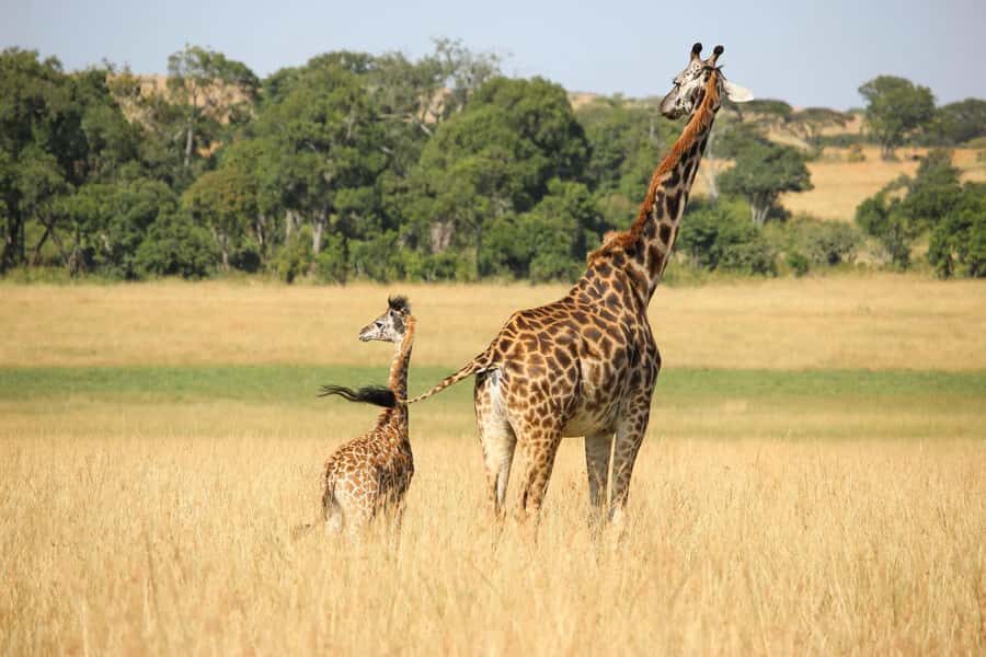 3 days 2 nights saltlick safari from diani/mombasa - Price and value: is $1,065 a fair deal for 3 days?