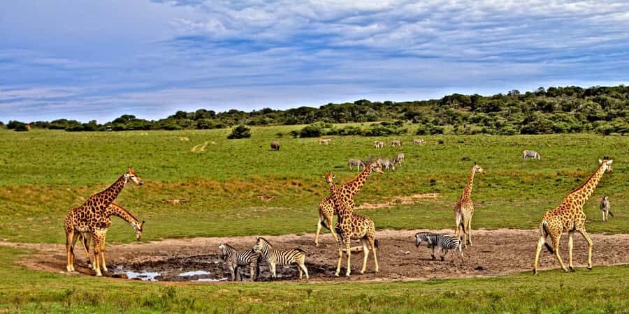 3 days 2 nights saltlick safari from diani/mombasa - Taita Hills game-drive rhythm: lions, elephants, and the last light