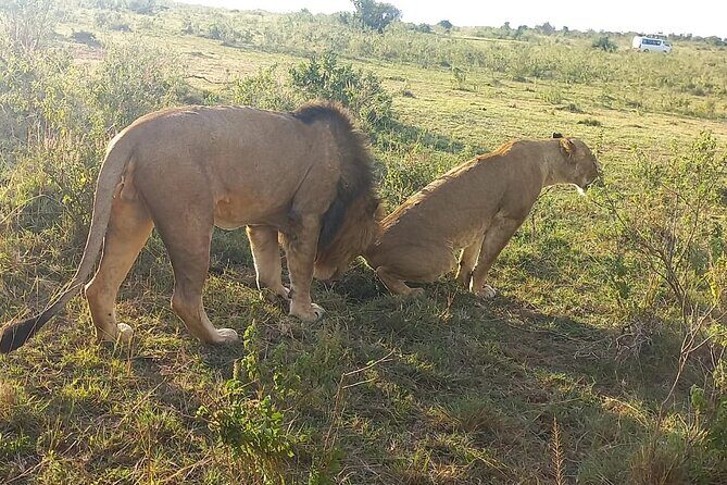 3 Days Adventure Tour in Masai Mara - Day 1: lunch on arrival and a sunset drive in the Mara