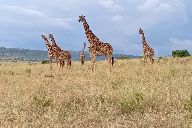 3 Days Adventure Tour in Masai Mara - Small-group feel, meals included, and the kind of coordination that prevents chaos