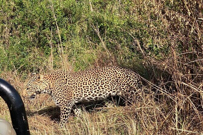 3 Days Adventure Tour in Masai Mara - Price and logistics: is $990 per person actually good value?