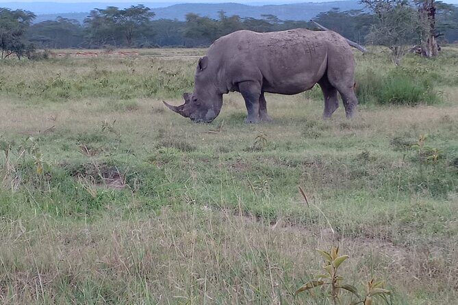 3 Days Adventure Tour in Masai Mara - Who this Masai Mara adventure suits best