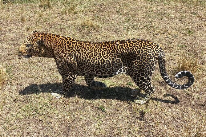 3 Days Adventure Tour in Masai Mara - Day 2 in Masai Mara: Big Five hunting, Mara River lunch, and a late-afternoon return