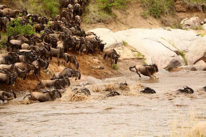 3 Days adventurous Maasai Mara Budget Group Safari - Day 2 full day in the Mara: road network time + hippo pool lunch