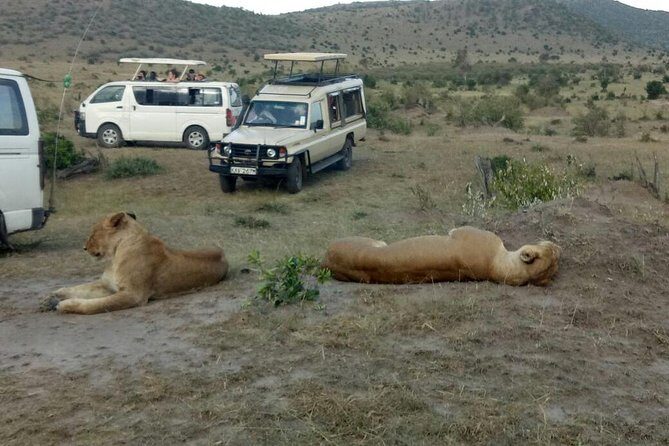 3 Days adventurous Maasai Mara Budget Group Safari - Day 3: a short early drive, breakfast at camp, then back to Nairobi