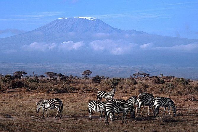 3 days Amboseli, Land of Kilimanjaro - Day 2: the long day in Amboseli for predators, zebra, wildebeest, and more