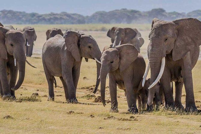 3 days Amboseli, Land of Kilimanjaro - Day 3: sunrise sightings, Maasai village, and back to Nairobi for lunch