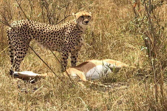 3 days Amboseli, Land of Kilimanjaro - Day 1: early pickup, Kibo Safari Camp, and your first Amboseli drive