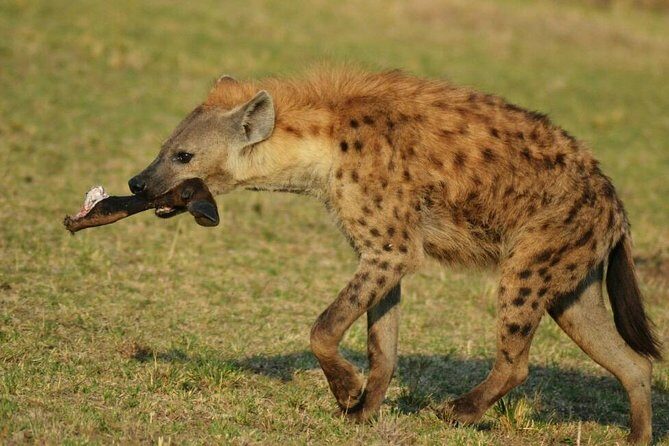 3 Days Amboseli National Park - The big picture: what 3 days in Amboseli really delivers