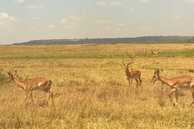 3 Days Amboseli National Park - First impressions: small-group Amboseli with a Kilimanjaro backdrop