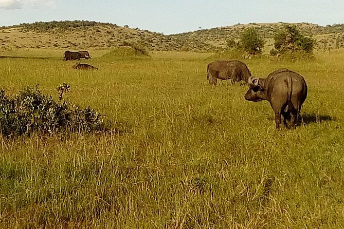 3 Days Amboseli National Park - Pickup, Nairobi start, and keeping your schedule sane