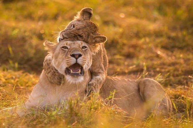 3 Days Amboseli National Park safari - Day 2: early morning game drive, then an all-day hunt for the big sightings