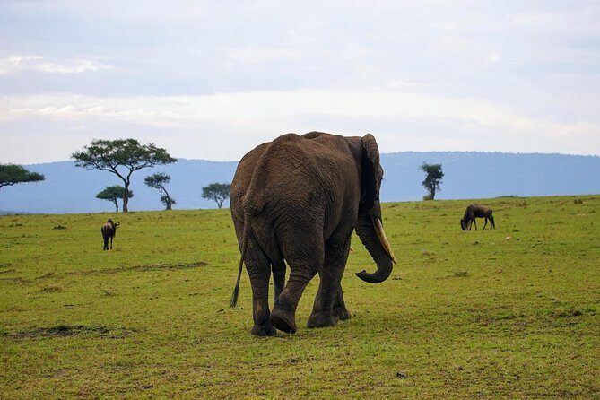 3 Days Amboseli National Park safari - Meals and lodge time: included, plus a note on comfort