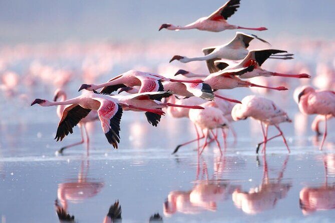 3 Days Amboseli National Park safari - Guides and communication: the real value behind a good safari