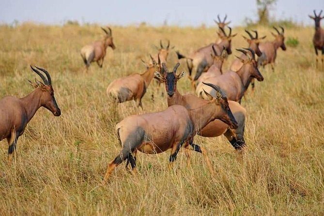 3 Days Amboseli National Park safari - Private, pickup-included convenience: who this tour fits best