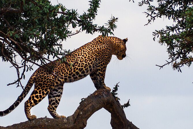3 Days and 2 Nights Adventure in Masai Mara - Key Highlights You’ll Care About