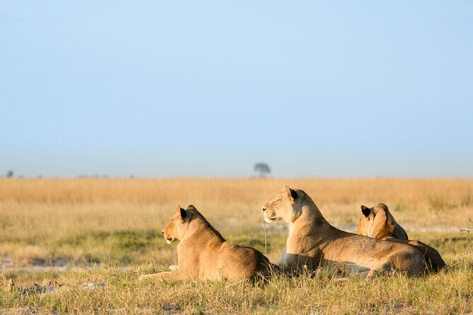 3 Days and 2 Nights Adventure in Masai Mara - Game Drives Begin at 6:00 am: How Your Nairobi-to-Masai Mara Day Starts