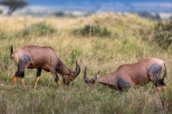 3 Days and 2 Nights Adventure in Masai Mara - Day 3: Returning to Nairobi with One More Day of Wildlife Time