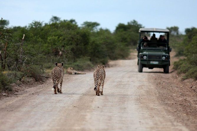 3 Days Budget Masai Mara Safari - Day 2 in Maasai Mara: the full day that gives you chances