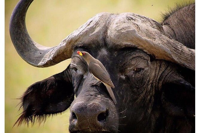 3 Days Budget Masai Mara Safari - The guide/driver factor: why private matters here