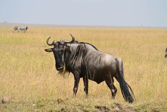 3 Days Budget Masai Mara Safari - Day 1: from Nairobi to the Rift Valley viewpoint and into the bush