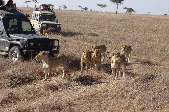 3 days group joining safari to Maasai Mara with a Land Cruiser Jeep - Group safari feel: who this works best for