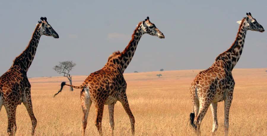 3 days group safari to maasai mara with a 4x4 landcruiser - Key Things That Make This Safari Different