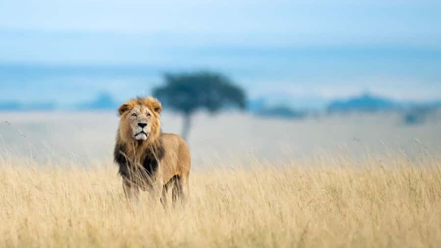 3 days group safari to maasai mara with a 4x4 landcruiser - Day 1: Nairobi to Mara + Sunset Drive (When the Cats Are Most Likely)