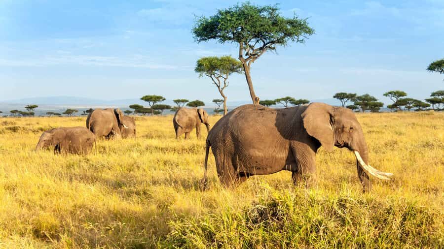 3 days group safari to maasai mara with a 4x4 landcruiser - Nairobi Pickup and the Great Rift Valley View Stop