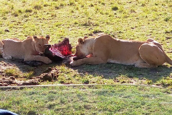3 Days Maasai Mara Budget Group Safari - Maasai Mara in Three Days: What You Can Realistically Expect