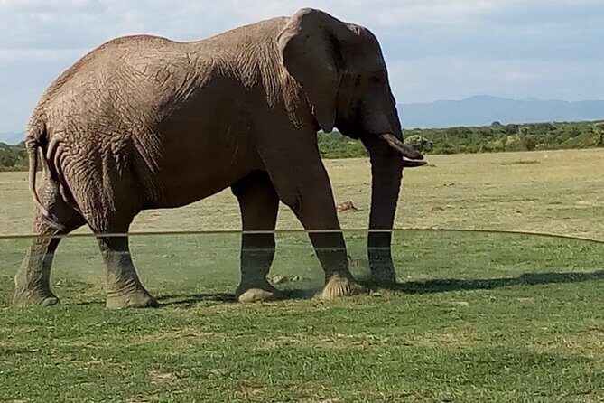 3 Days Maasai Mara Budget Group Safari - Day 1: Arrival Day Game Drive + Rift Valley Route