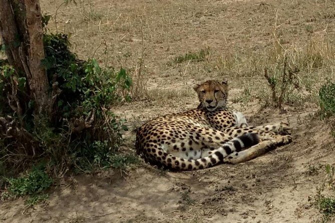 3 Days Maasai Mara Budget Group Safari - Day 2: Full Day Game Viewing + Hippo Pool Picnic