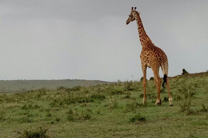 3 Days Maasai Mara Budget Group Safari - Wildlife Odds: Big Five, Migration Season, and Resident Animals