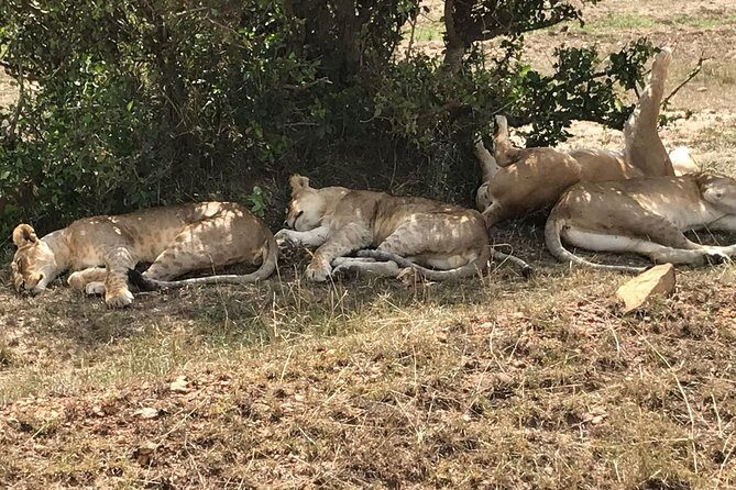3 Days Maasai Mara Budget Group Safari - Price and Value: What $660 Covers (and What You’ll Pay Elsewhere)