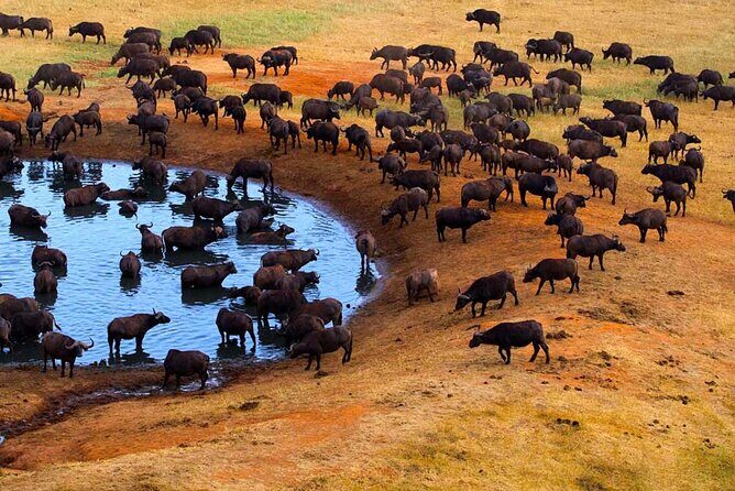 3-Days Maasai Mara Camping Safari on 4x4 Land Cruiser Jeep - Day 1 in Maasai Mara: evening safari plus practical camp comfort