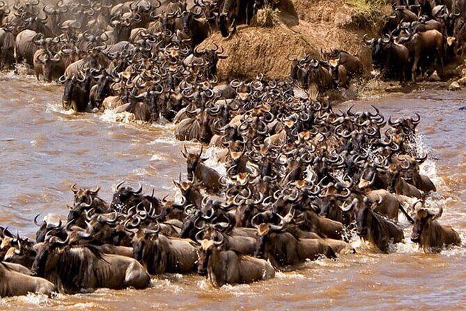 3-Days Maasai Mara Camping Safari on 4x4 Land Cruiser Jeep - Day 2: the full Maasai Mara hunt (and where your sightings often happen)