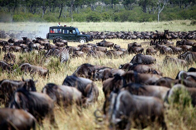 3-Days Maasai Mara Camping Safari on 4x4 Land Cruiser Jeep - The open-roof Land Cruiser: better spotting, real dust, real patience