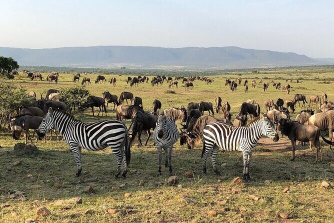 3-Days Maasai Mara Camping Safari on 4x4 Land Cruiser Jeep - Maasai village visit: a cultural add-on worth paying attention to