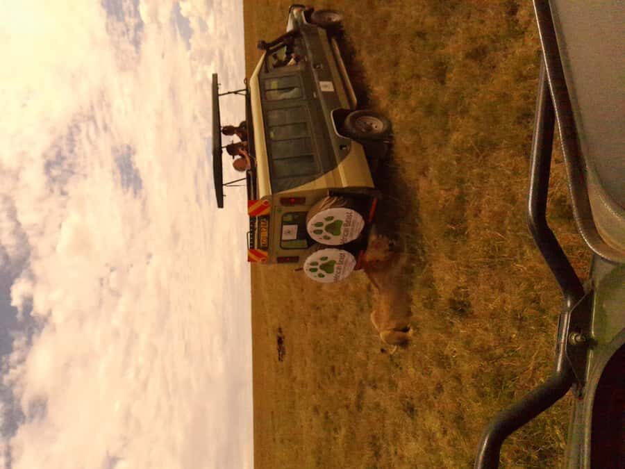 3 Days Maasai Mara Group Safari using a 4x4 Landcruiser - Key Points That Matter Most