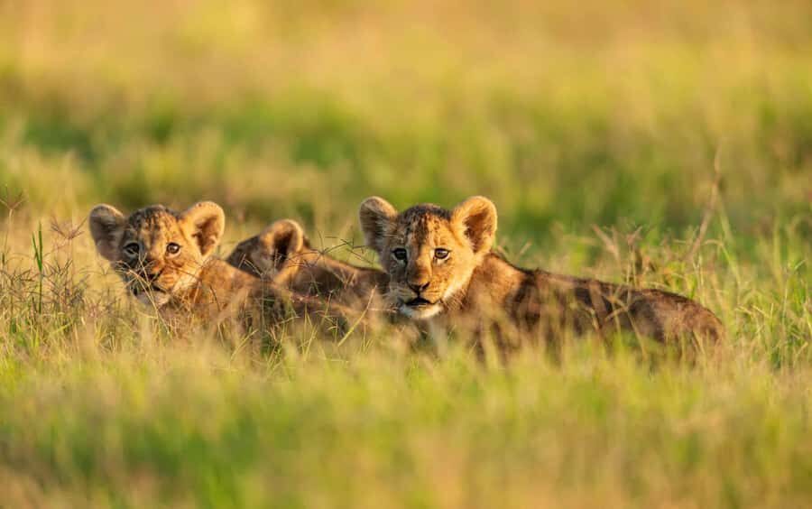 3 Days Maasai Mara Group Safari using a 4x4 Landcruiser - How the 4x4 Land Cruiser Changes Your Game-Viewing