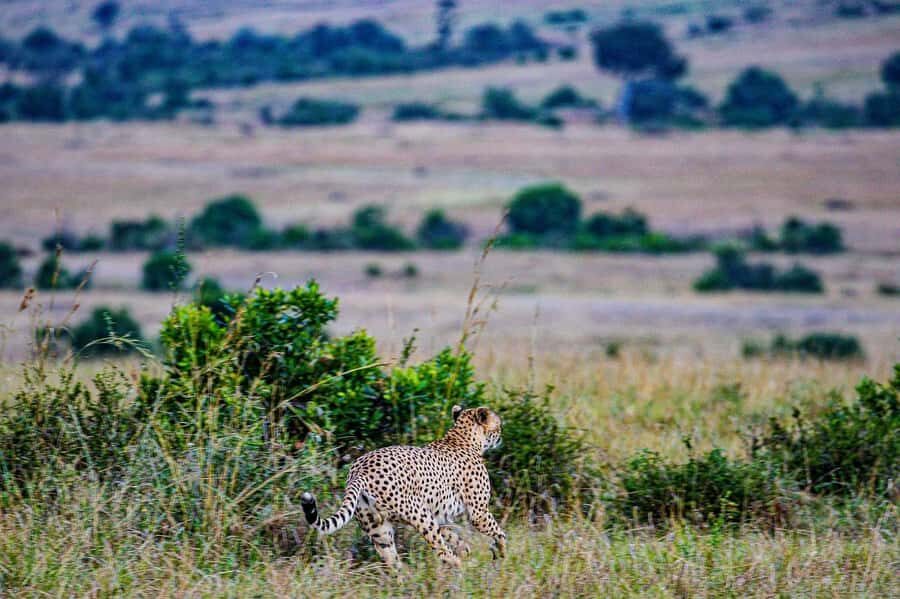3 Days Maasai Mara Group Safari using a 4x4 Landcruiser - Day 3: Early Breakfast Back to Nairobi, Plus the Maasai Village Option