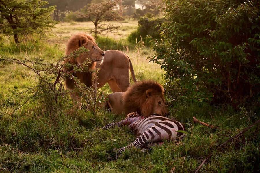 3 Days Maasai Mara Group Safari using a 4x4 Landcruiser - Price and Logistics: What You’re Really Paying For